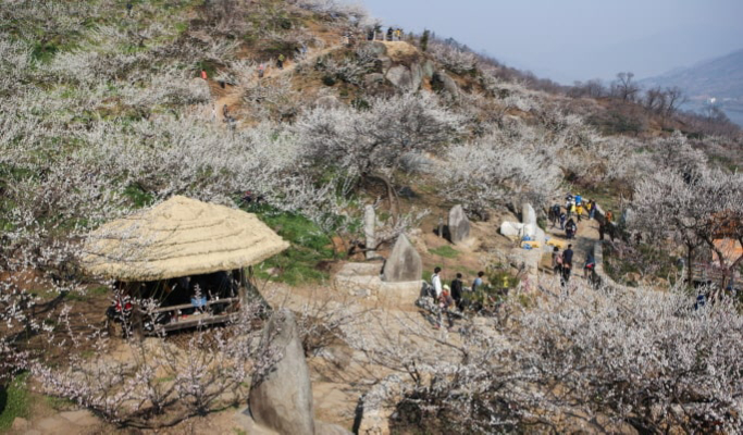Spring Special: Gwangyang Plum Blossom (Maehwa) Festival & Jeonju Hanok Village 1 Day Tour - from Seoul (Mar 10~21)